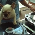 Awesome French Bulldog DJ