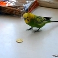 Parrot Plays With Money