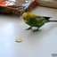 Parrot Plays With Money