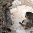 Funny Monkey vs Cat