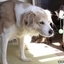 Shy Dog And Funny Kittens
