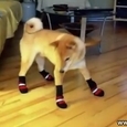Dogs VS Boots