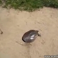 Super Fast Turtle