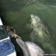 Cat and Dolphin Friendship