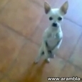 Cute Dancing Dog