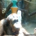 Cute Spitting Orangutan