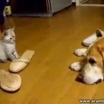Cute Kitten Attacks the Dog