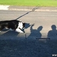 Dog Attacks Evil Shadow Hand