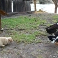 Food Defender! Puppy vs Ducks