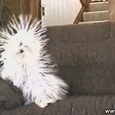 Funny Static Dog