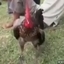 Funny Laughing Rooster