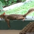 Funny Squirrel Planking
