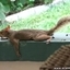 Funny Squirrel Planking
