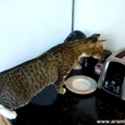 Cat vs Toaster