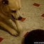 What Happens When A Dog Meets A Hedgehog