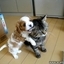 Puppy Loves Kitten
