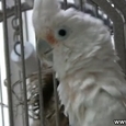 Parrot Likes to Dance