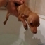 Cute Puppy Taking a Bath