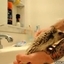 Cleaning Hedgehog With Toothbrush