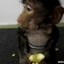 Awesome Cute Baby Baboon