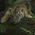 Awesome Tiger Babies Born at Sydney Zoo
