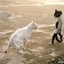 Funny Cobra Style Cats Fight