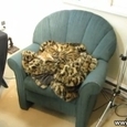 Awesome Camouflage Cat