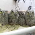 Incredibly Cute Baby Owls