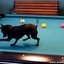 Little Dog Will Learn You How to Play Pool