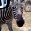 Funny Screaming Zebra