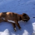Dog Refuses to Go For a Walk