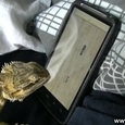 Bearded Dragon Plays iPhone Game