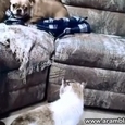 Cat vs Bulldog