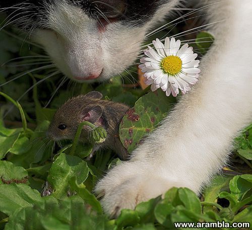 Kass ja hiir