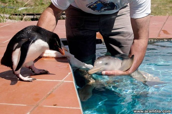 Ten-Day-Old Orphan Dolphin