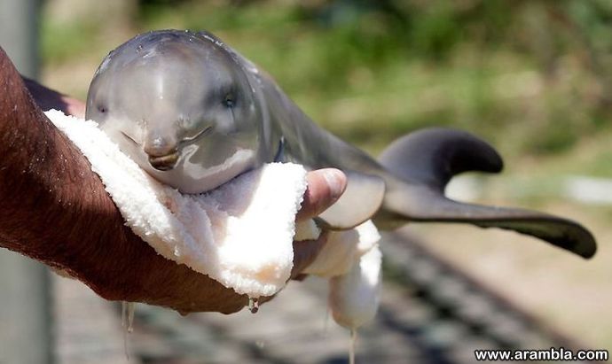 Ten-Day-Old Orphan Dolphin 2