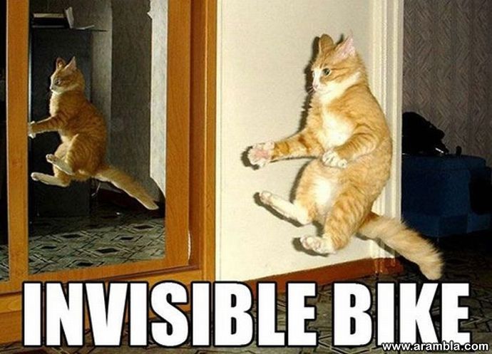 The Best “Invisible” Cat Pictures