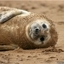 Cute Baby Seal