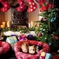 Micro Pigs and Christmas