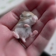 Tiny Adorable Animals