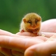 Tiny Adorable Animals