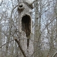 freaky tree