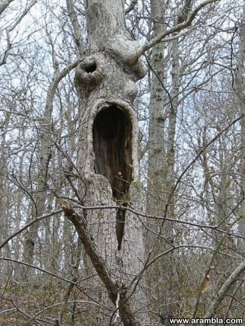 freaky tree