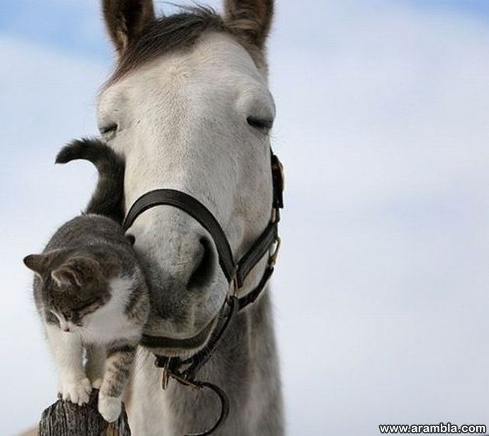 The Cutest Animal Friendship