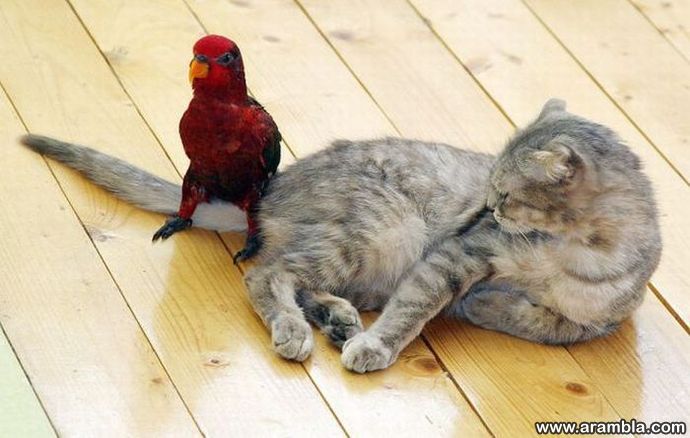 Parrot and cat