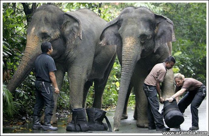 elephant boots