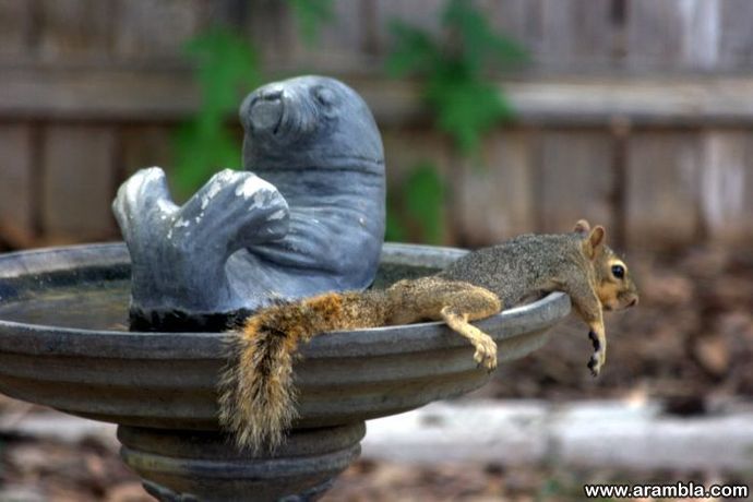 Resting squirrel