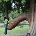 Tree Porn
