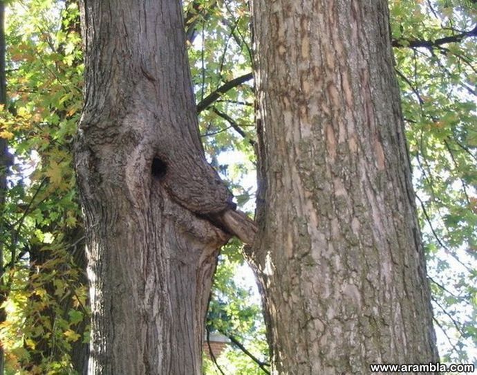 Tree Porn