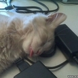 Cat sleeping